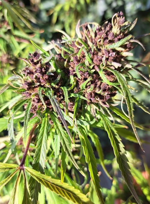Neville's Haze balcony grow. Week 24