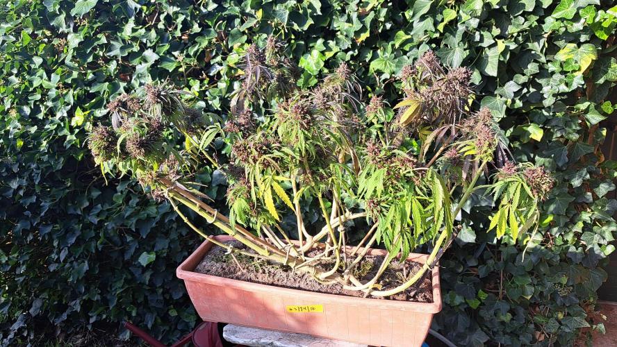 Neville's Haze balcony grow. Week 24