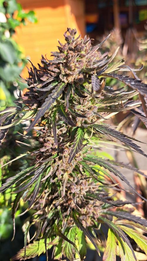 Neville's Haze balcony grow. Week 24