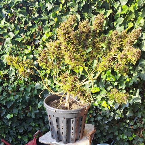 Neville's Haze balcony grow. Week 24