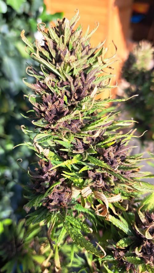 Neville's Haze balcony grow. Week 24