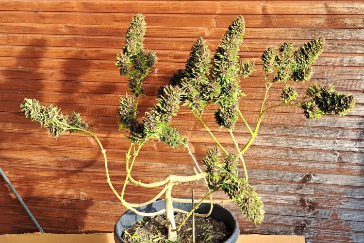 Neville's Haze balcony grow. Week 25 - The runt Durban Poison