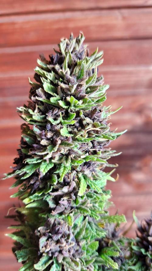 Neville's Haze balcony grow. Week 25 - The runt Durban Poison