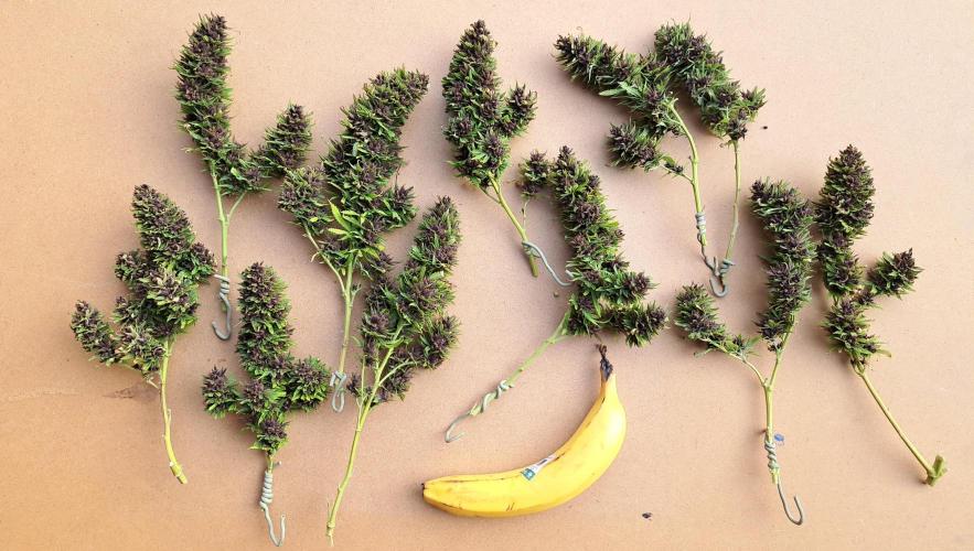 Neville's Haze balcony grow. Week 25 - The runt Durban Poison