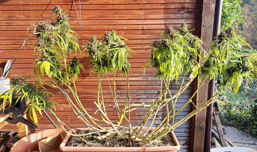 Neville's Haze balcony grow. Week 25 - Neville's Haze