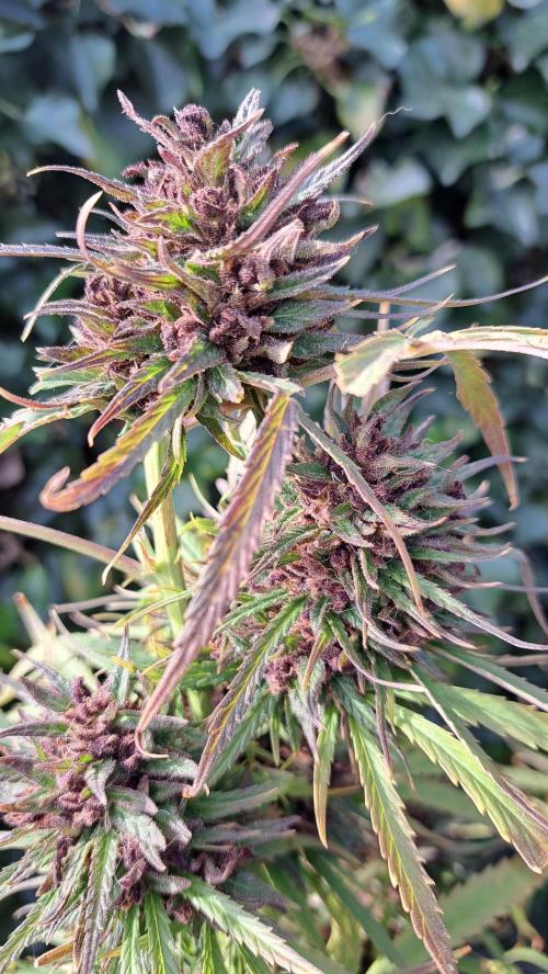 Neville's Haze balcony grow. Week 25 - Neville's Haze