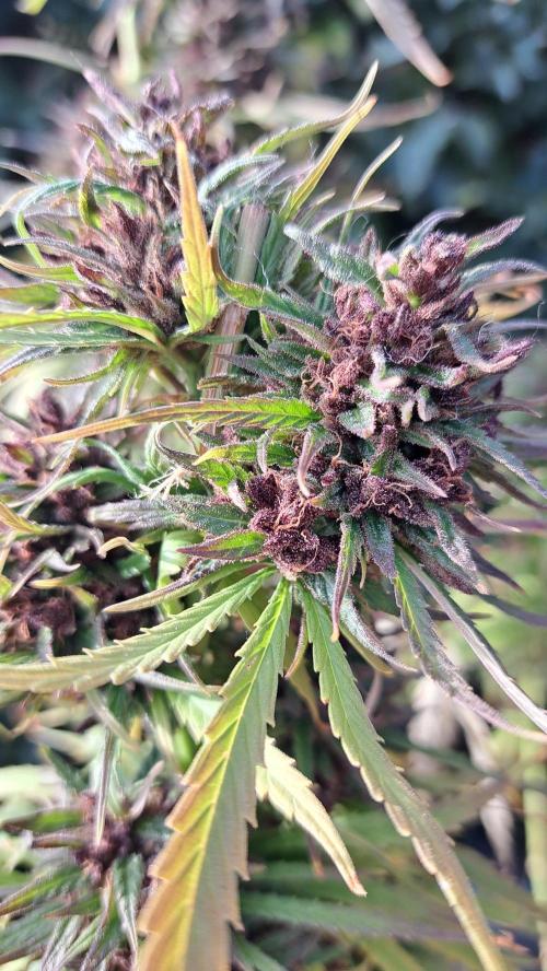 Neville's Haze balcony grow. Week 25 - Neville's Haze