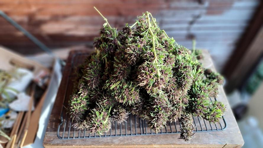 Neville's Haze balcony grow. Week 25 - Neville's Haze