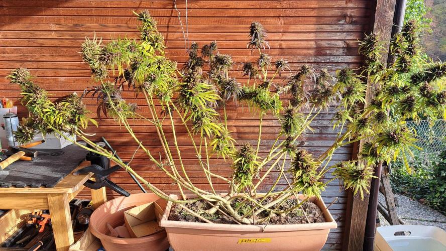 Neville's Haze balcony grow. Week 25 - Neville's Haze