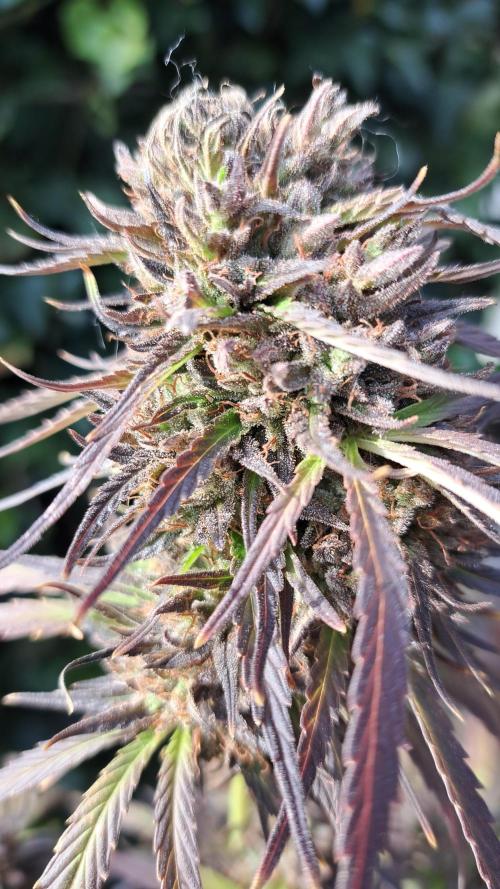 Neville's Haze balcony grow. Week 25 - Neville's Haze