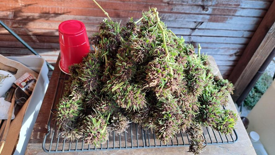 Neville's Haze balcony grow. Week 25 - Neville's Haze