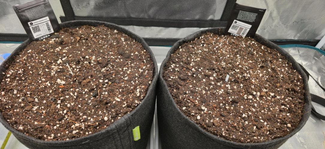 Papaya Cookies Auto - FastBuds. Week 0 - 18/04/25