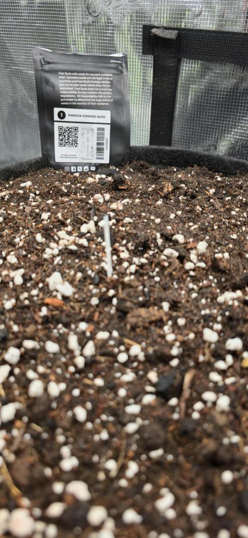 Papaya Cookies Auto - FastBuds. Week 0 - 18/04/25