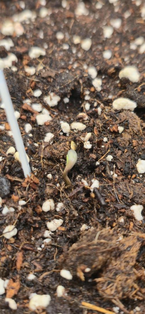 Papaya Cookies Auto - FastBuds. Week 0 - 19/04/25