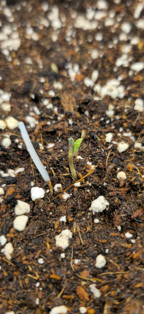 Papaya Cookies Auto - FastBuds. Week 0 - 19/04/25