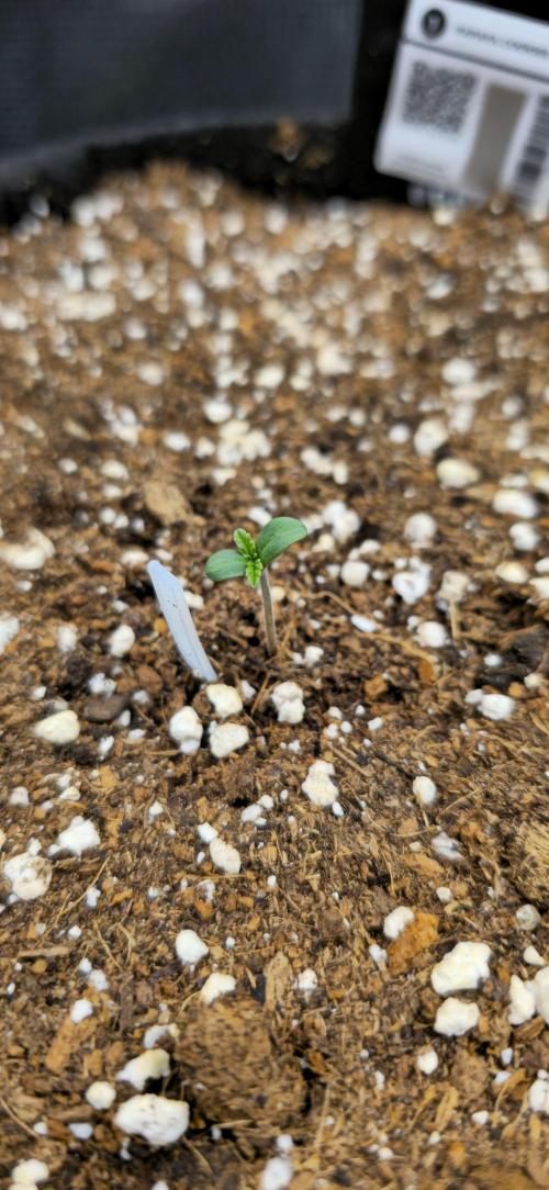 Papaya Cookies Auto - FastBuds. Week 0 - 20/04/25