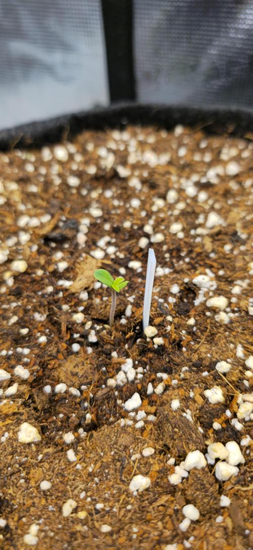 Papaya Cookies Auto - FastBuds. Week 0 - 20/04/25