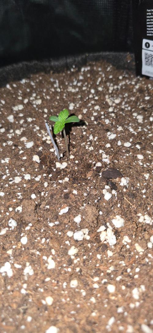 Papaya Cookies Auto - FastBuds. Week 0 - 22/04/25