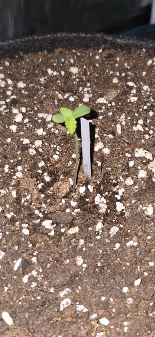 Papaya Cookies Auto - FastBuds. Week 0 - 22/04/25