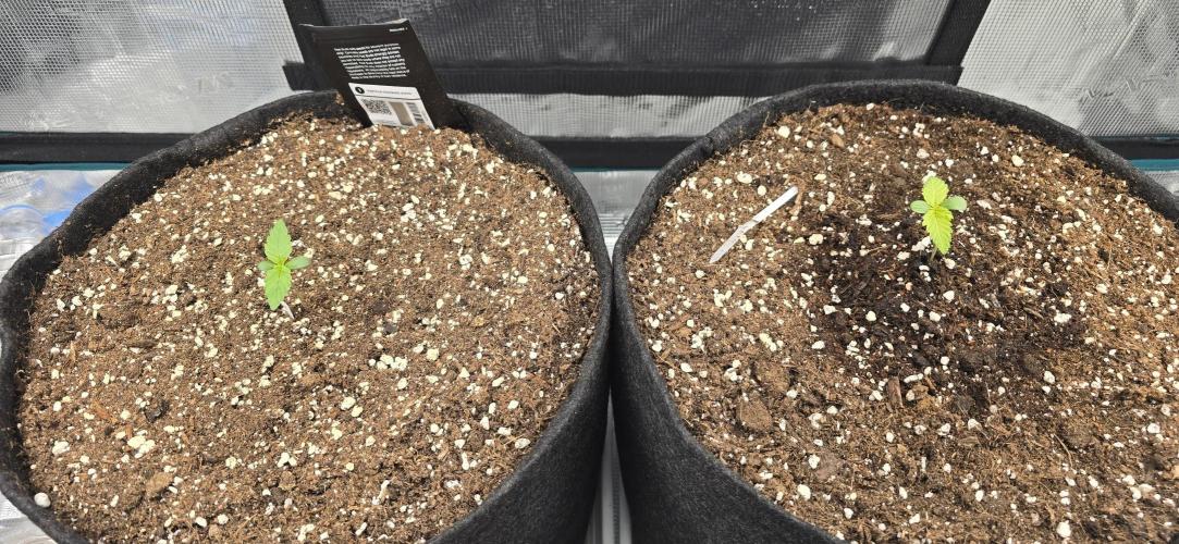 Papaya Cookies Auto - FastBuds. Week 0 - 24/04/25