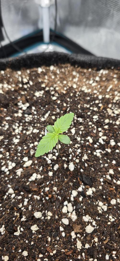 Papaya Cookies Auto - FastBuds. Week 0 - 24/04/25