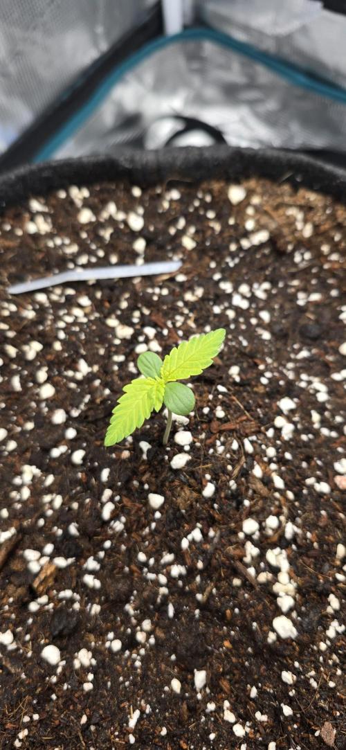 Papaya Cookies Auto - FastBuds. Week 0 - 24/04/25