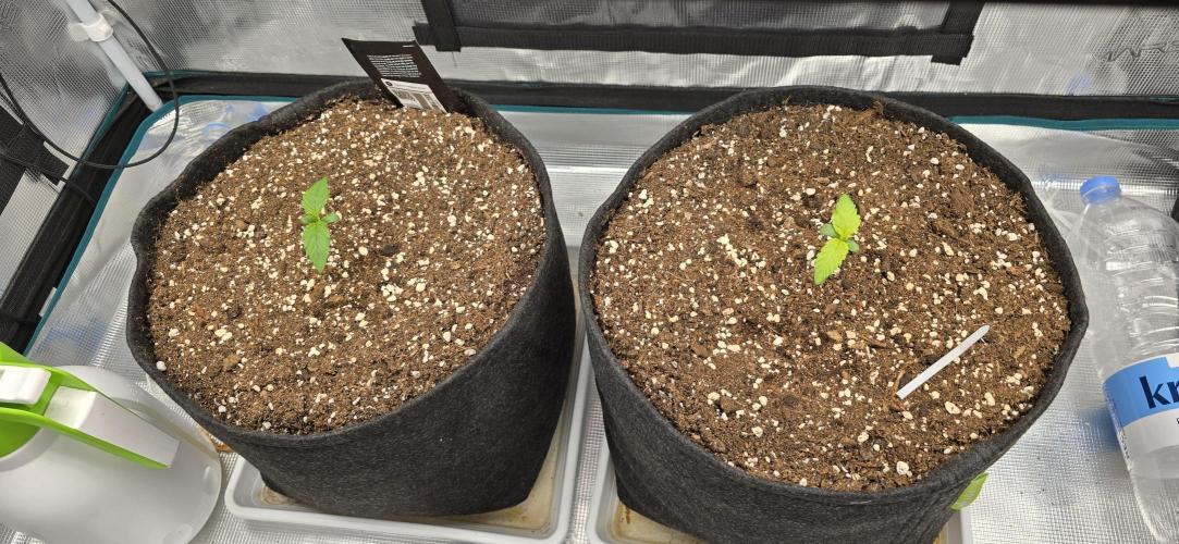 Papaya Cookies Auto - FastBuds. Week 0 - 26/04/25