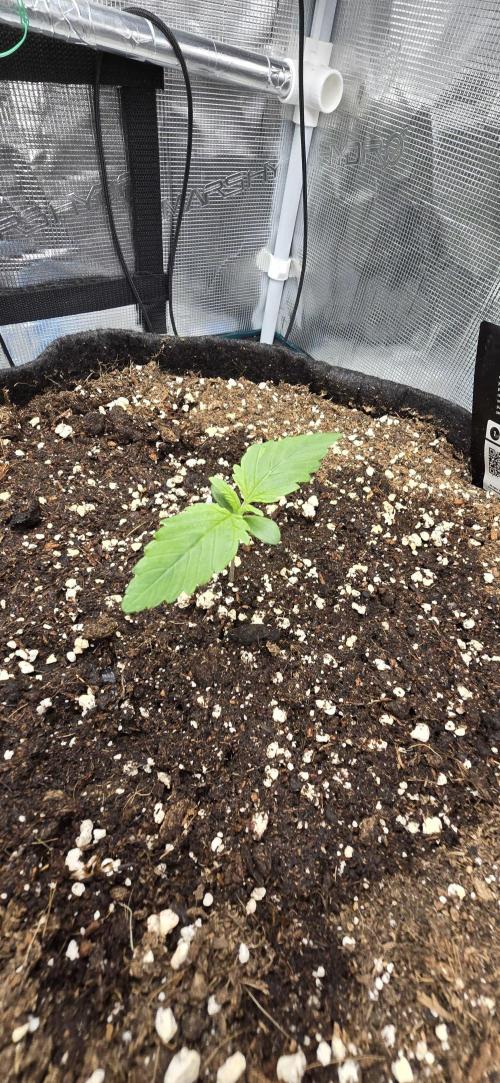 Papaya Cookies Auto - FastBuds. Week 0 - 26/04/25