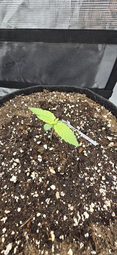 Papaya Cookies Auto - FastBuds. Week 0 - 26/04/25