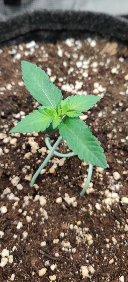 Apricot Auto by Fastbuds. Week 1 - Day 6 14/09/24