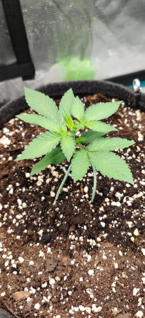 Apricot Auto by Fastbuds. Week 2 - Day 11 19/09/24