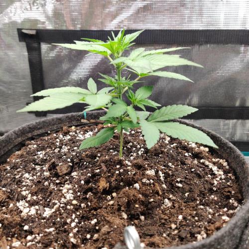 Apricot Auto by Fastbuds. Week 2 - Day 14 22/09/24