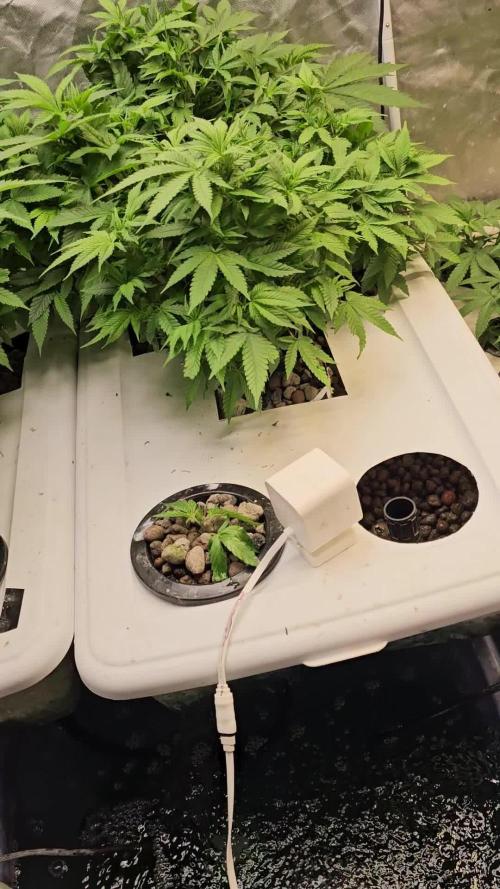 Sweet Seed Cream Mandrine