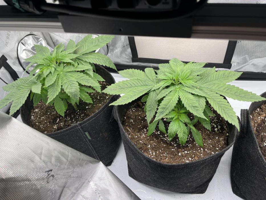 First Diary SLH x2. Week 3 - Zeigt ein sehr gutes Wachstum bisher. 