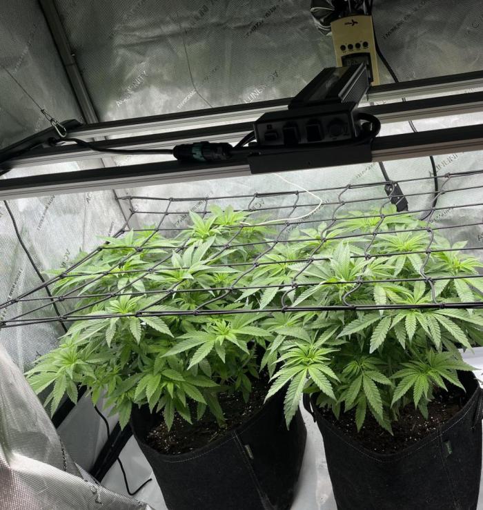 First Diary SLH x2. Week 1 - Zeitumstellung Blütezeit 