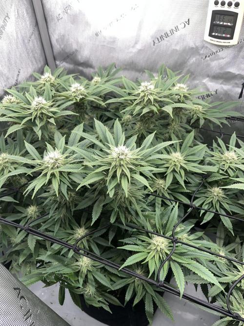 First Diary SLH x2. Week 6