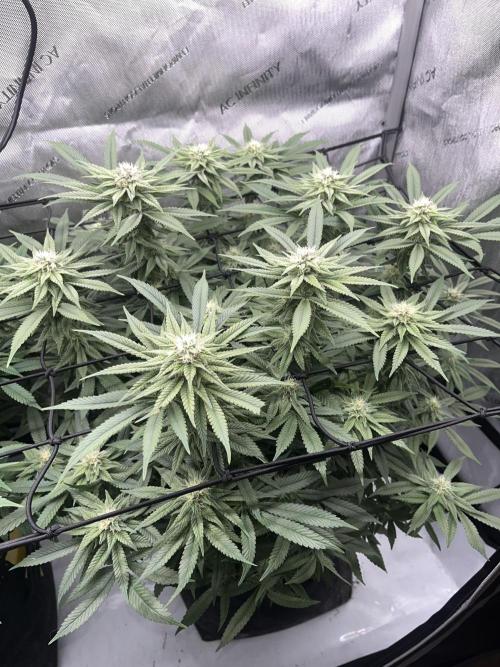 First Diary SLH x2. Week 6