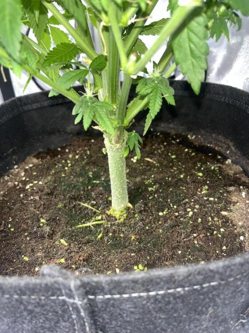 First Diary SLH x2. Week 6