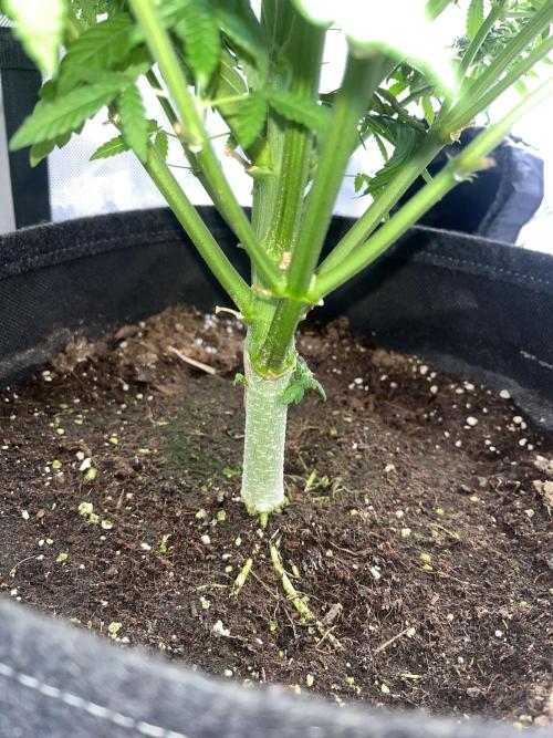 First Diary SLH x2. Week 6