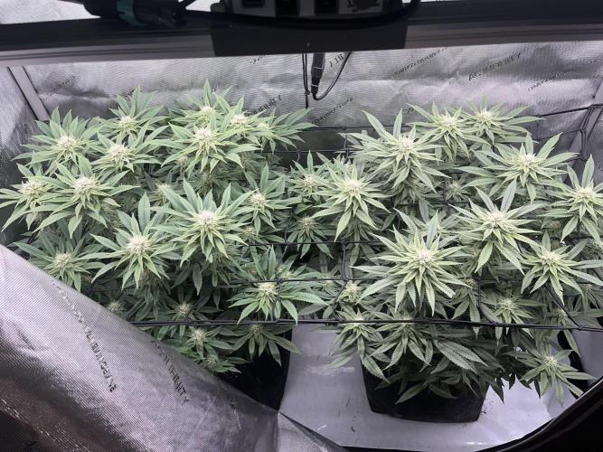 First Diary SLH x2. Week 6