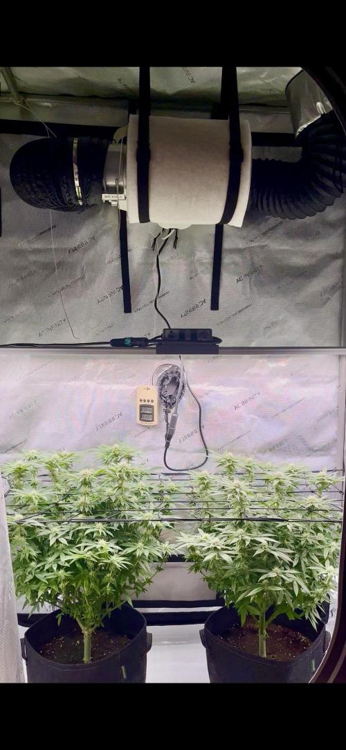 First Diary SLH x2. Week 6