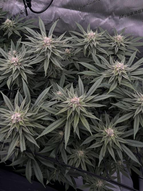 First Diary SLH x2. Week 7