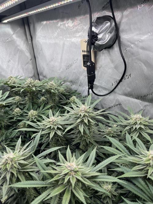 First Diary SLH x2. Week 7