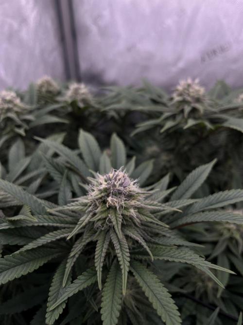 First Diary SLH x2. Week 7