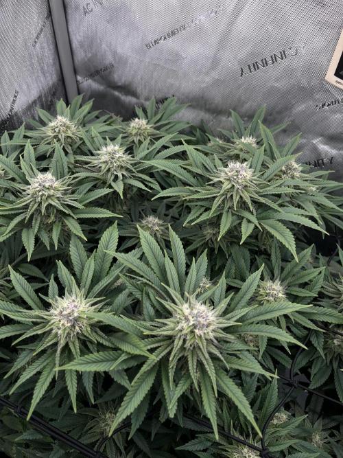 First Diary SLH x2. Week 7