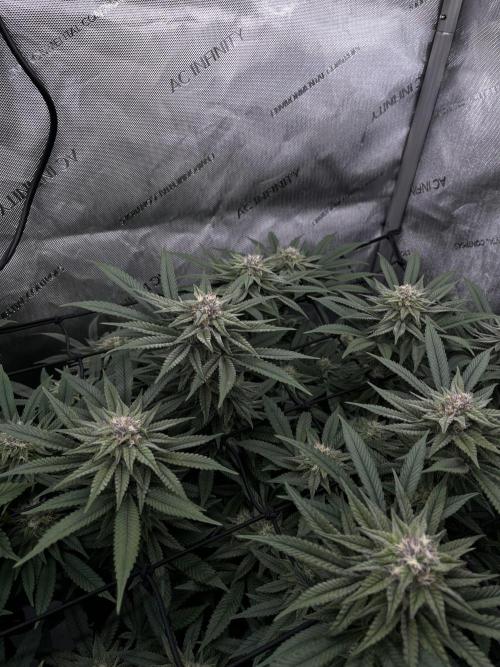 First Diary SLH x2. Week 7