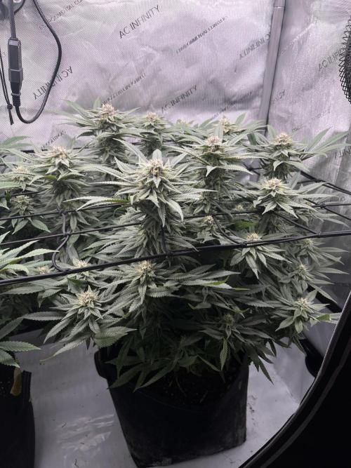 First Diary SLH x2. Week 7