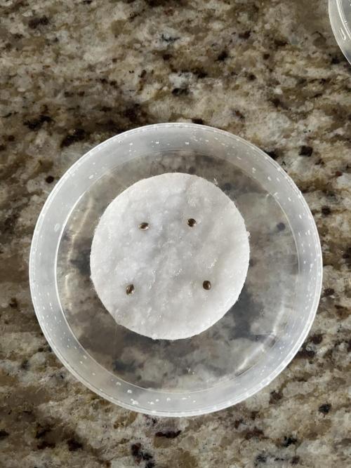 BBFC S1 seeds and Nuke Head NSB. Week 0 - Nuclear Scary Bubbles
2 of the 4 germinated 1/13/26 these are 2 weeks ahead
