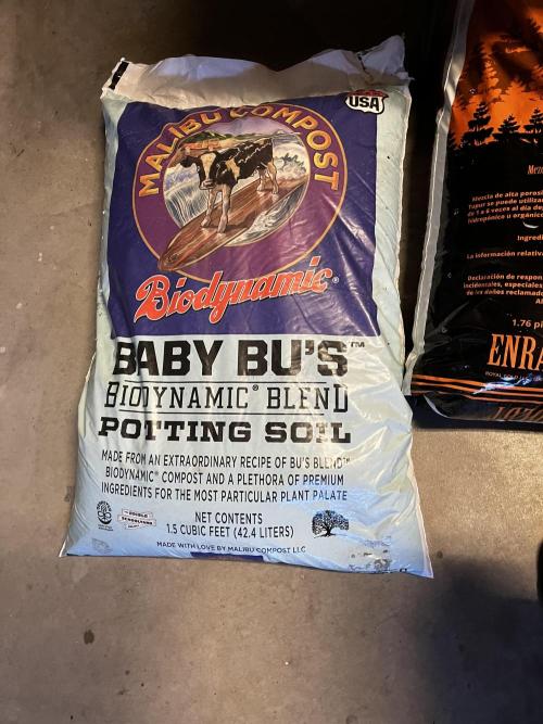 BBFC S1 seeds and Nuke Head NSB. Week 0 - 25%Baby Bu's per 5-gallon fabric pot