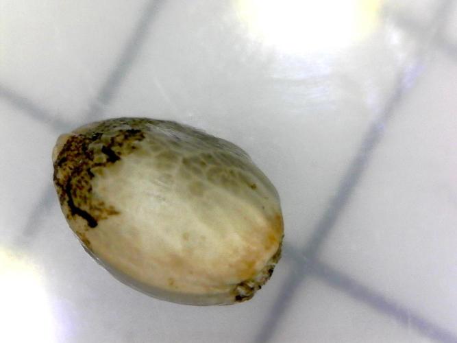 BBFC S1 seeds and Nuke Head NSB. Week 0 - Nuclear Scary Bubbles
Germinated just fine